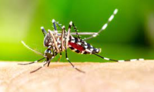 Guard against Japanese Encephalitis Mosquito